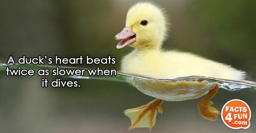 
A duck’s heart beats twice as slower when it dives. 