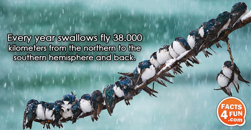 
Every year swallows fly 38.000 kilometers from the northern to the southern hemisphere and back.