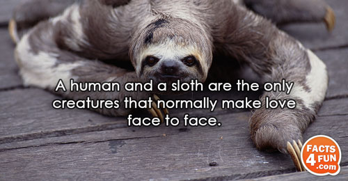 A human and a sloth are the only creatures that normally make love face to face.