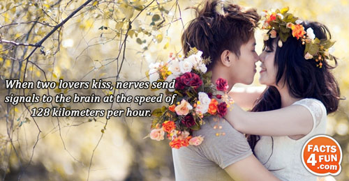 When two lovers kiss, nerves send signals to the brain at the speed of 128 kilometers