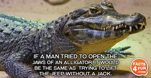 If a man tried to open the jaws of an alligator, it would be the same