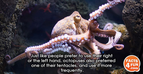 Just like people prefer to use their right or the left hand, octopuses also preferred one