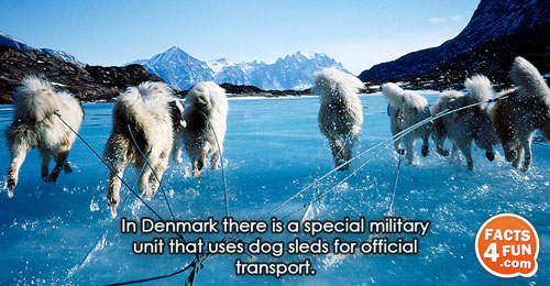 
In Denmark there is a special military unit that uses dog sleds for official transport.