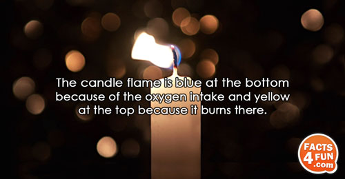 The candle flame is blue at the bottom because of the oxygen intake and yellow at