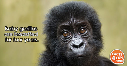 Baby gorillas are breastfed for four years.