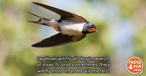 Swallows will fly all day in search of insects and sometimes they will fly more than
