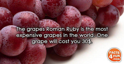 The grapes Roman Ruby is the most expensive grapes in the world. One grape will cost