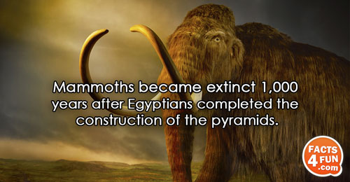 Mammoths became extinct 1,000 years after Egyptians completed the construction of the pyramids.