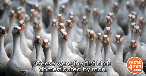 Geese were the first birds domesticated by man.