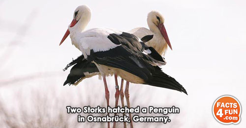 Two Storks hatched a Penguin in Osnabrück, Germany. 