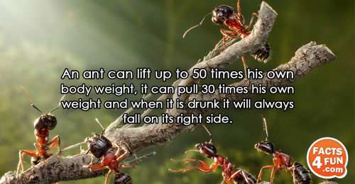 An ant can lift up to 50 times his own body weight, it can pull 30