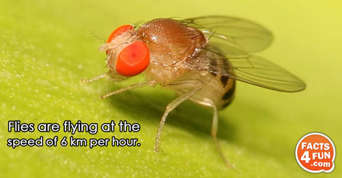 Flies are flying at the speed of 6 km per hour. 