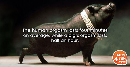 The human orgasm lasts four minutes on average, while a pig’s orgasm lasts half an hour.
