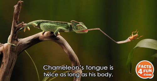 Chameleon’s tongue is twice as long as his body.