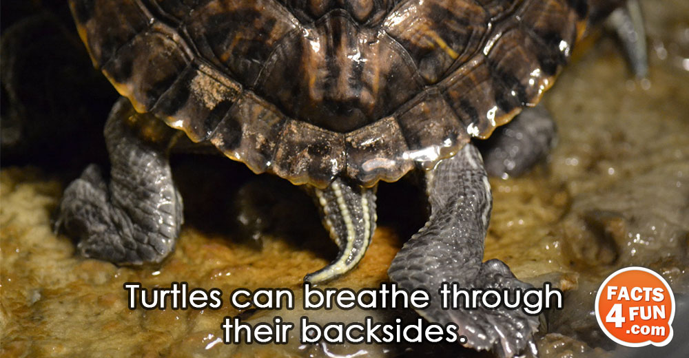 Turtles can breathe through their backsides.