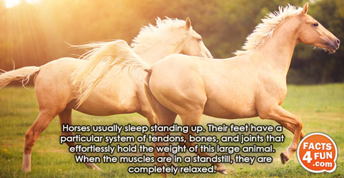 Horses usually sleep standing up. Their feet have a particular system of tendons, bones, and joints