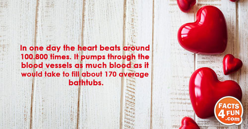 In one day the heart beats around 100.800 times. It pumps through the blood vessels as