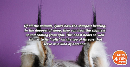 Of all the animals, lynx has the sharpest hearing. In the deepest of sleep, they can