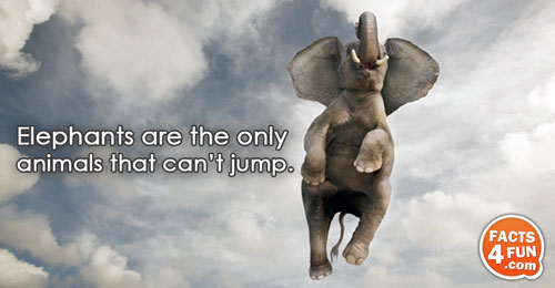 Elephants are the only animals that can’t jump.
