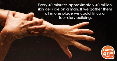 Every 40 minutes approximately 40 million skin cells die on a man. If we gather them