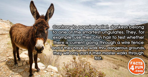 Contrary to popular belief, donkeys belong to one of the smartest ungulates. They, for example, use