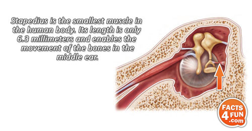 
Stapedius is the smallest muscle in the human body. Its length is only 6.3 millimeters and