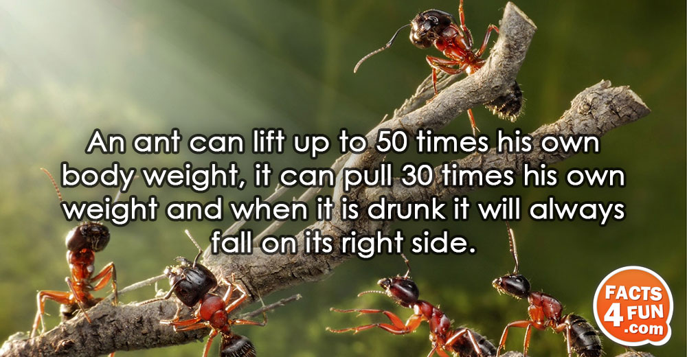 An ant can lift up to 50 times his own body weight, it can pull 30