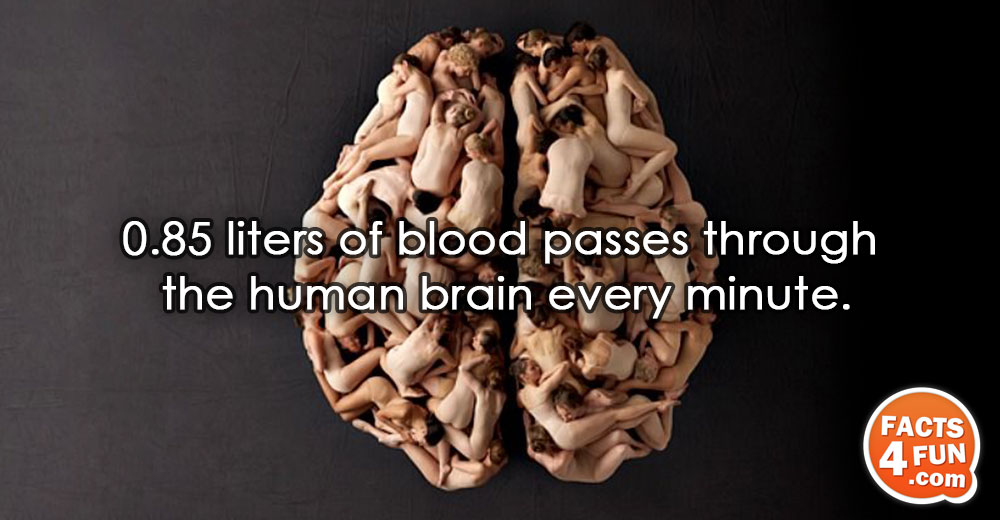 
0.85 liters of blood passes through the human brain every minute. 