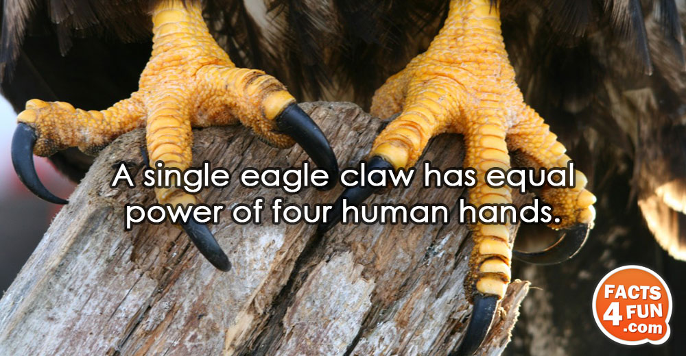 
A single eagle claw has equal power of four human hands.