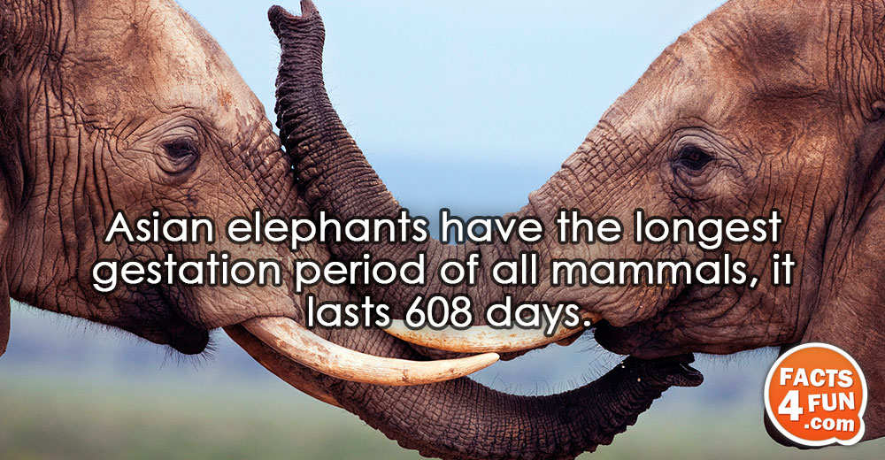 
Asian elephants have the longest gestation period of all mammals, it lasts 608 days.