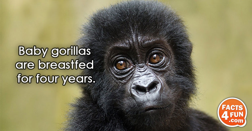 
Baby gorillas are breastfed for four years.