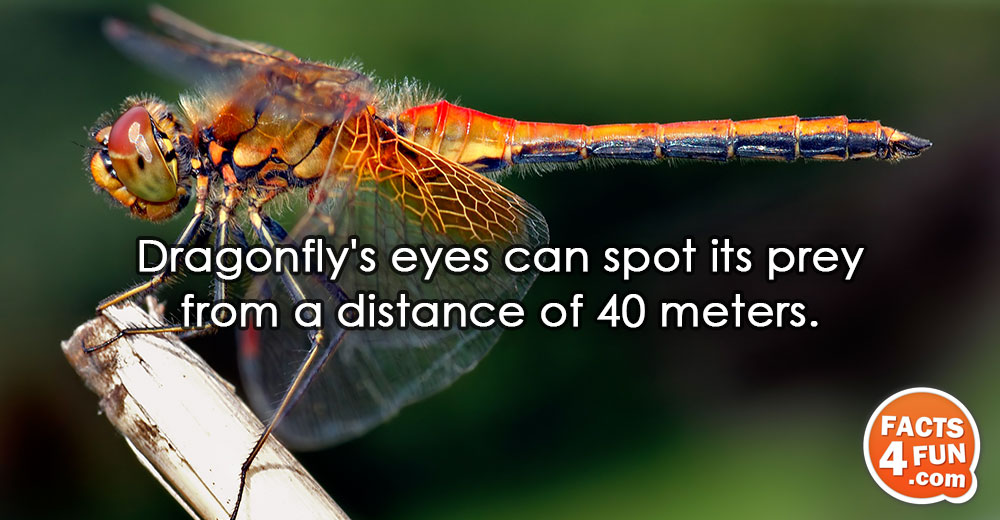 Dragonfly's eyes can spot its prey from a distance of 40 meters.