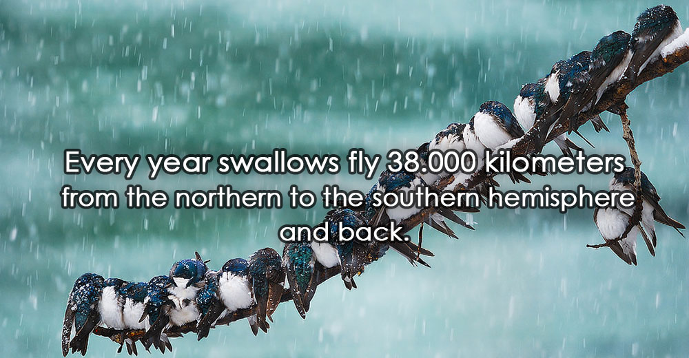 Every year swallows fly 38.000 kilometers from the northern to the