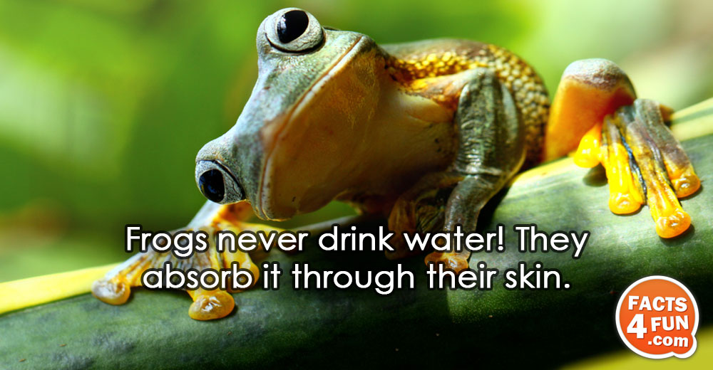 
Frogs never drink water! They absorb it through their skin.