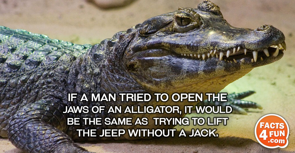 
If a man tried to open the jaws of an alligator, it would be the same