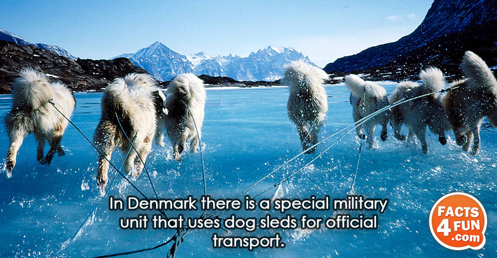 
In Denmark there is a special military unit that uses dog sleds for official transport.