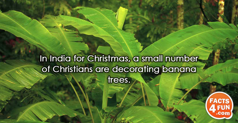 
In India for Christmas, a small number of Christians are decorating banana trees.