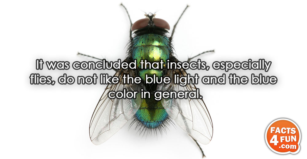 
It was concluded that insects, especially flies, do not like the blue light and the blue