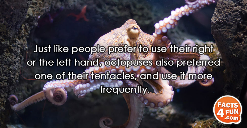 
Just like people prefer to use their right or the left hand, octopuses also preferred one