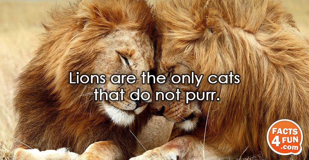 
Lions are the only cats that do not purr.