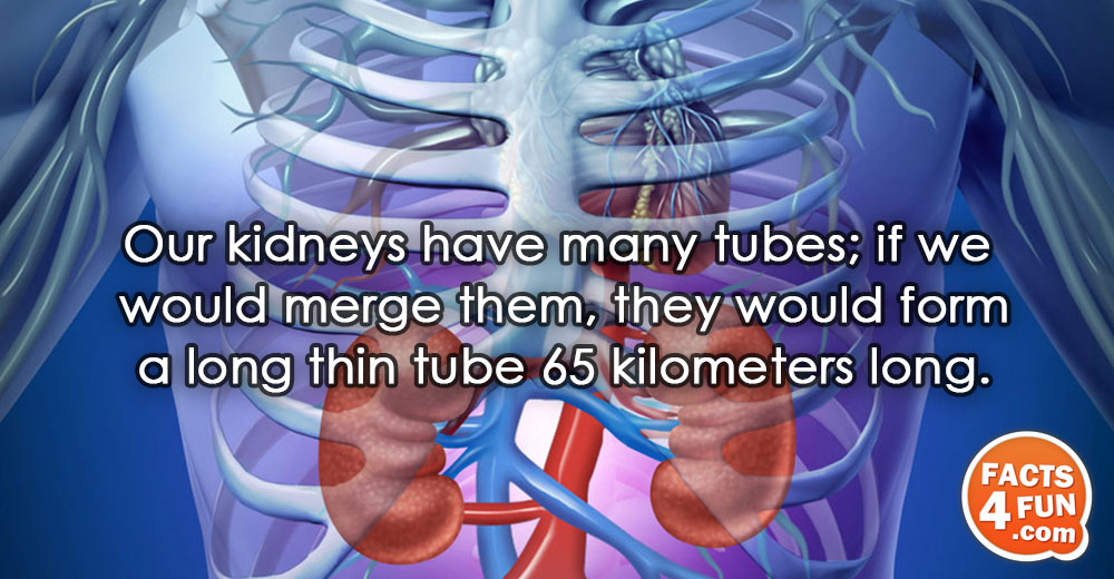 
Our kidneys have many tubes; if we would merge them, they would form a long thin