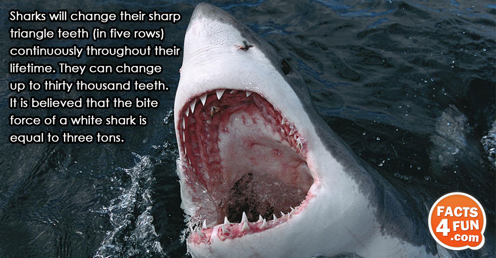 
Sharks will change their sharp triangle teeth (in five rows) continuously throughout their lifetime. They can