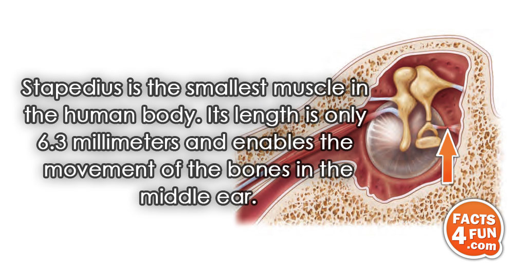 
Stapedius is the smallest muscle in the human body. Its length is only 6.3 millimeters and