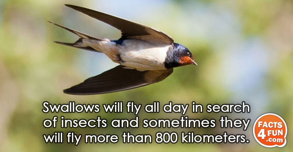 
Swallows will fly all day in search of insects and sometimes they will fly more than