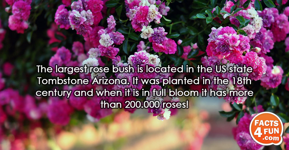 
The largest rose bush is located in the US state Tombstone Arizona. It was planted in