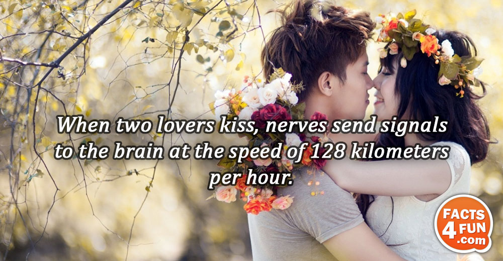 
When two lovers kiss, nerves send signals to the brain at the speed of 128 kilometers