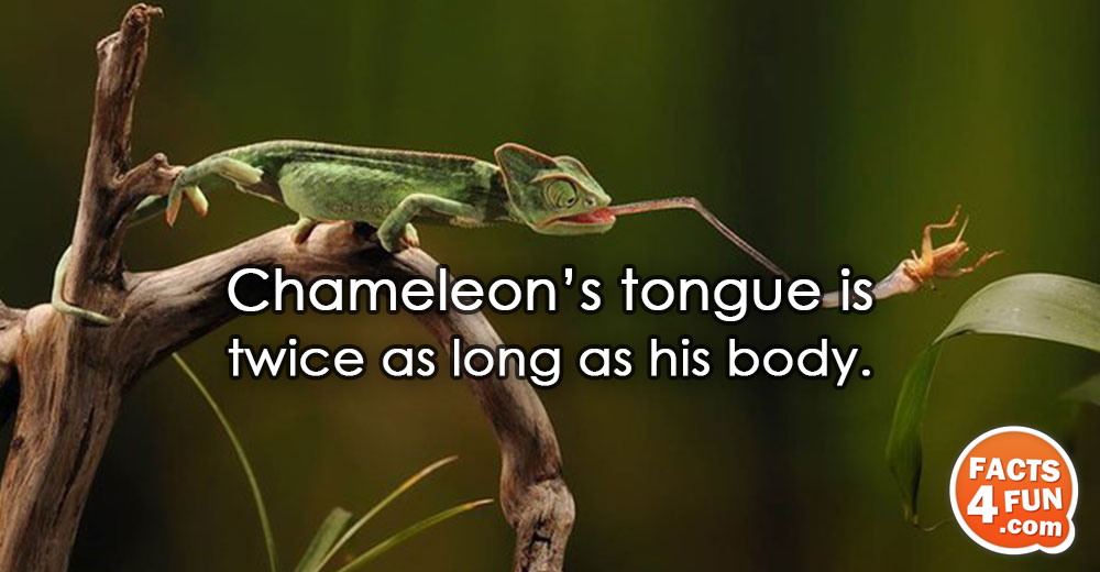 Chameleon’s tongue is twice as long as his body.