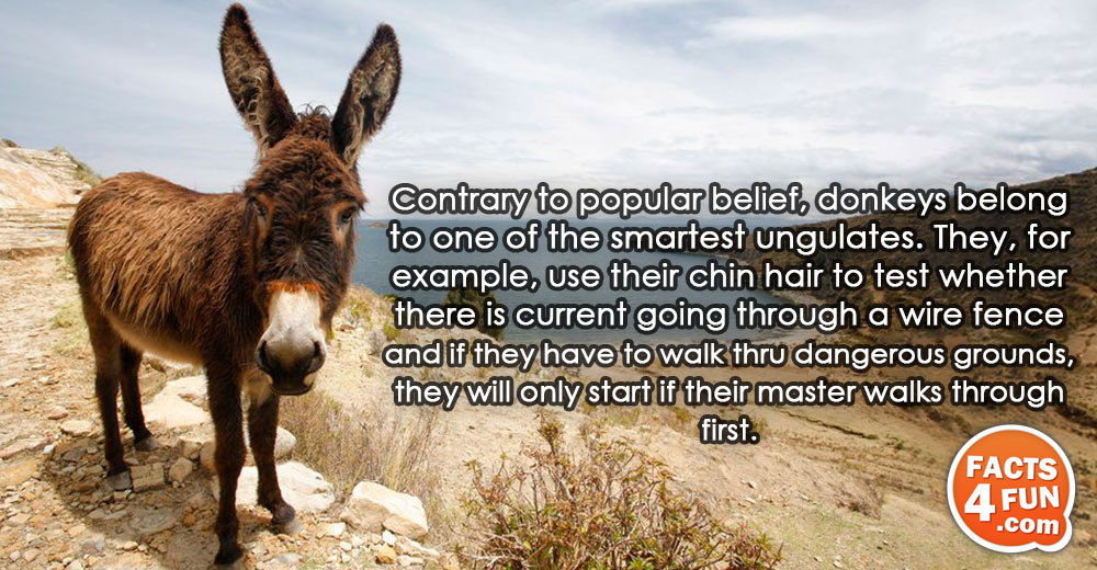 Contrary to popular belief, donkeys belong to one of the smartest ungulates. They, for example, use