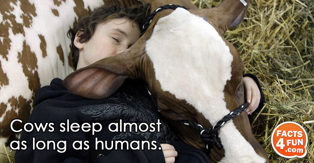 Cows sleep almost as long as humans.