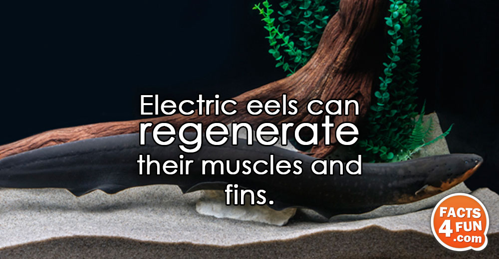 Electric eels can regenerate their muscles and fins.
